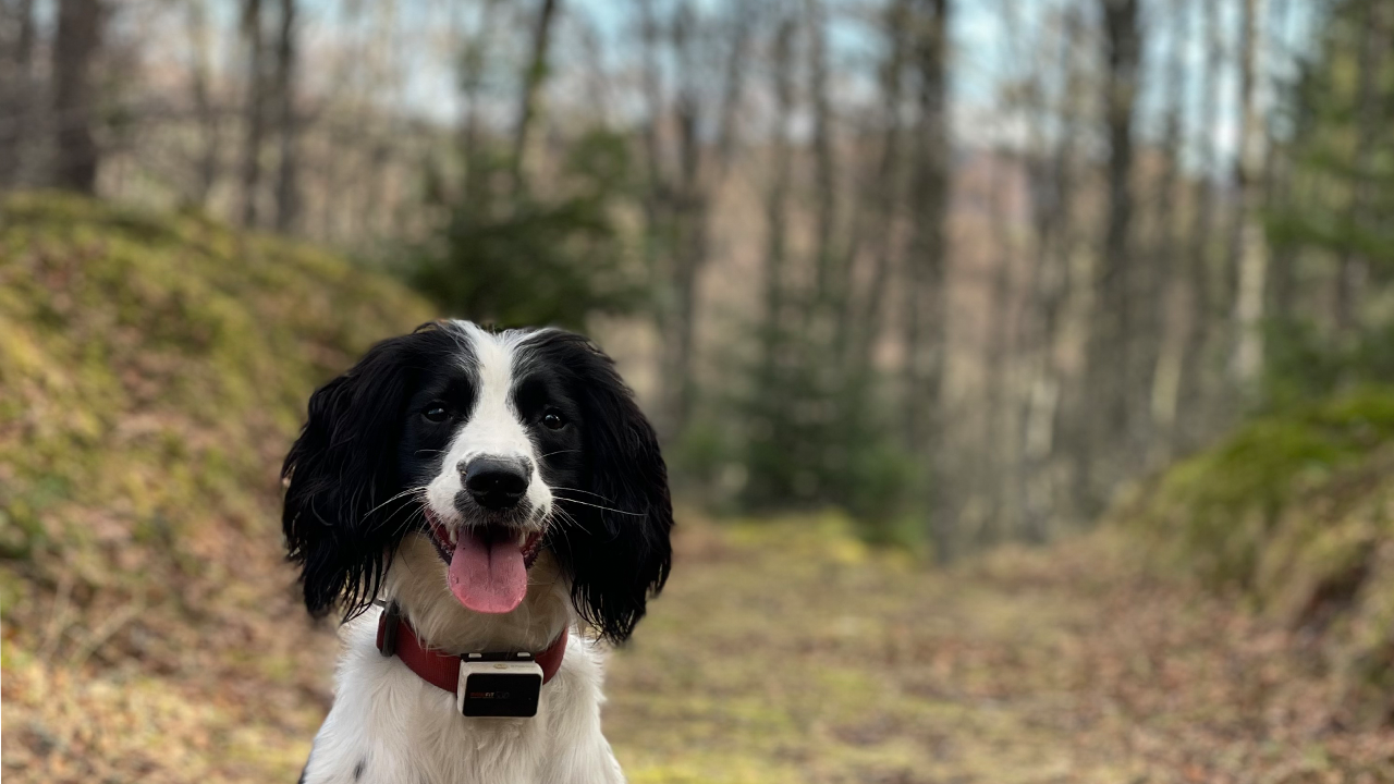 Nature Says: Get Outside with Your Dog