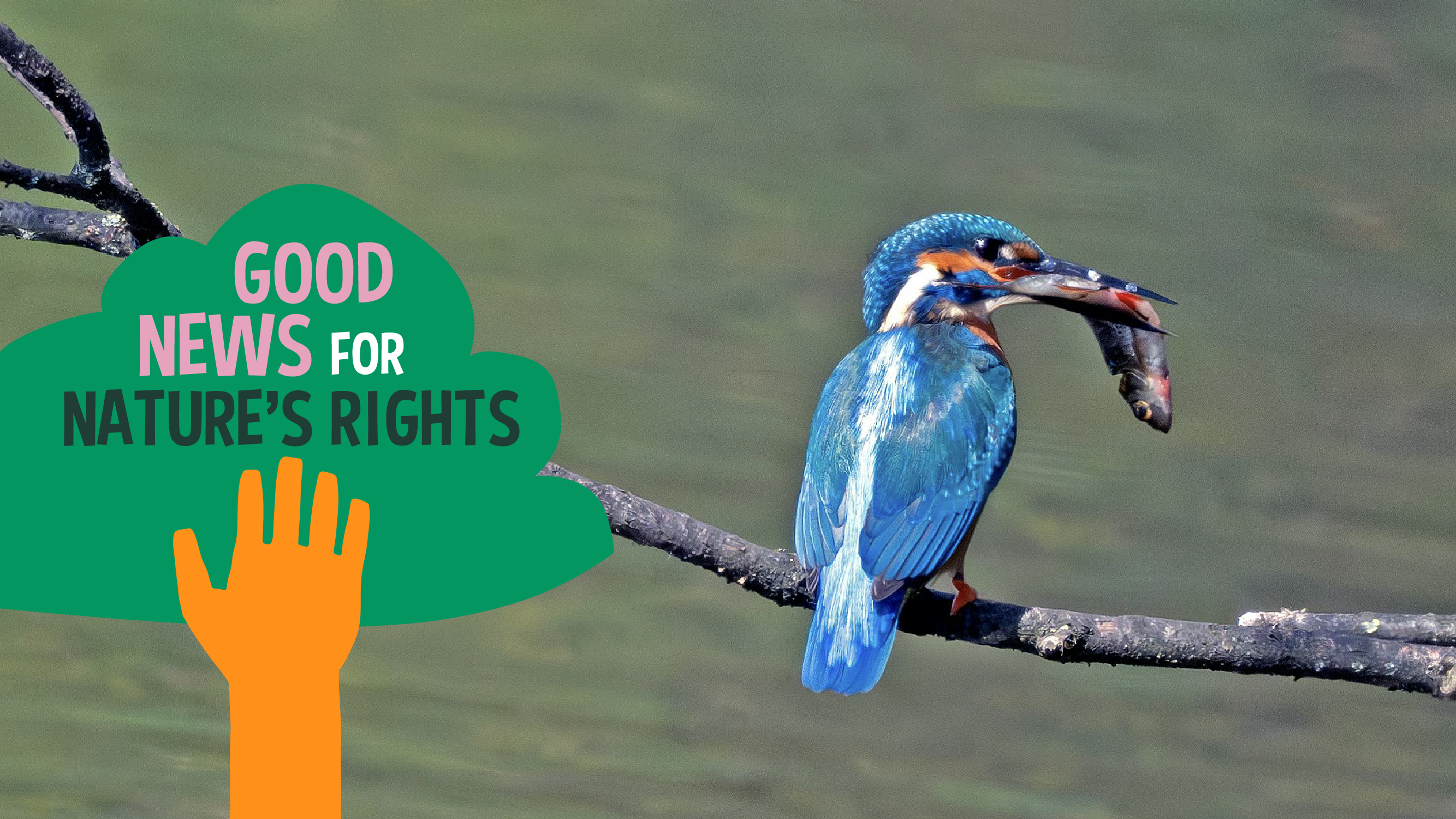 Good news for Nature's rights