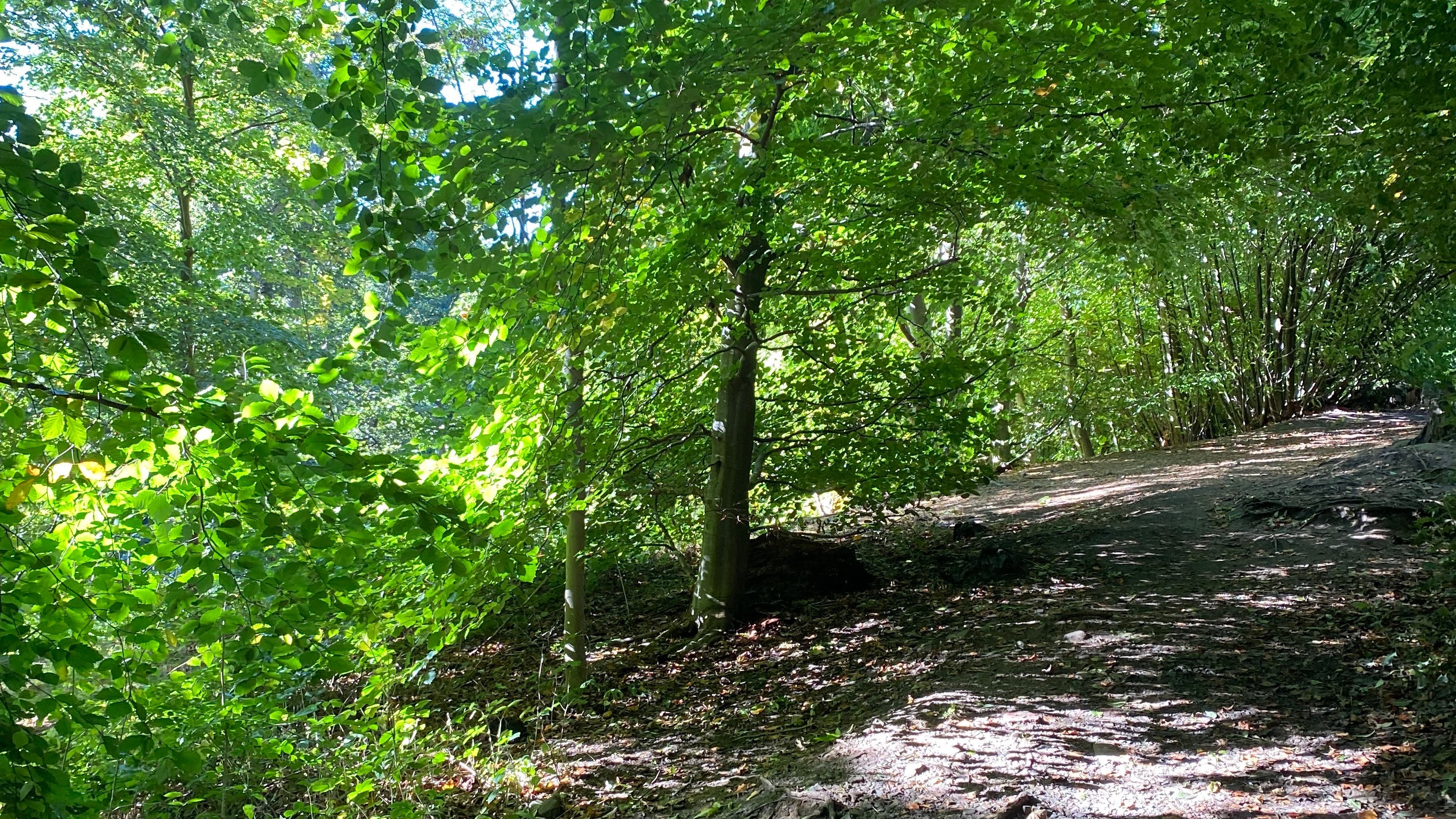 forest bathing benefits