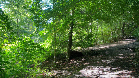 forest bathing benefits