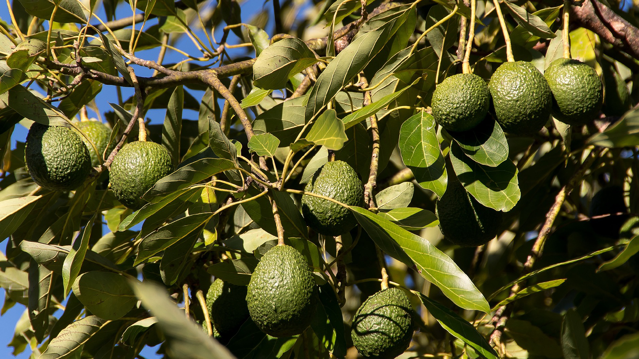 What Does Avocado Oil Do for Hair?