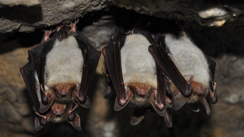 Bats hanging upside down
