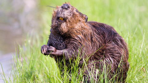 Good news for Nature from 2024