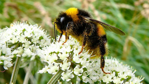 A close-up photograph of a bee sipping nectar from small white wildflowers.