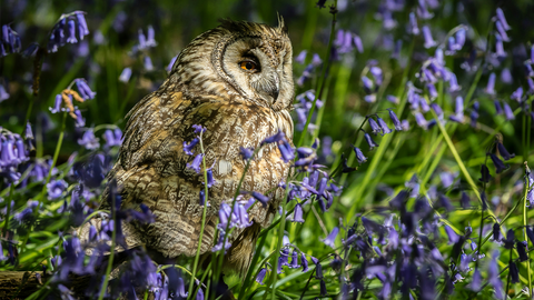 Photograph of an owl sitting on the forest floor, surrounded by bluebells