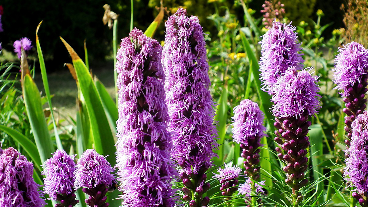 5 Garden Bulbs to Plant in February