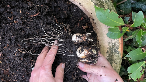 Nature Says: Plant Bulbs for Your Future Self