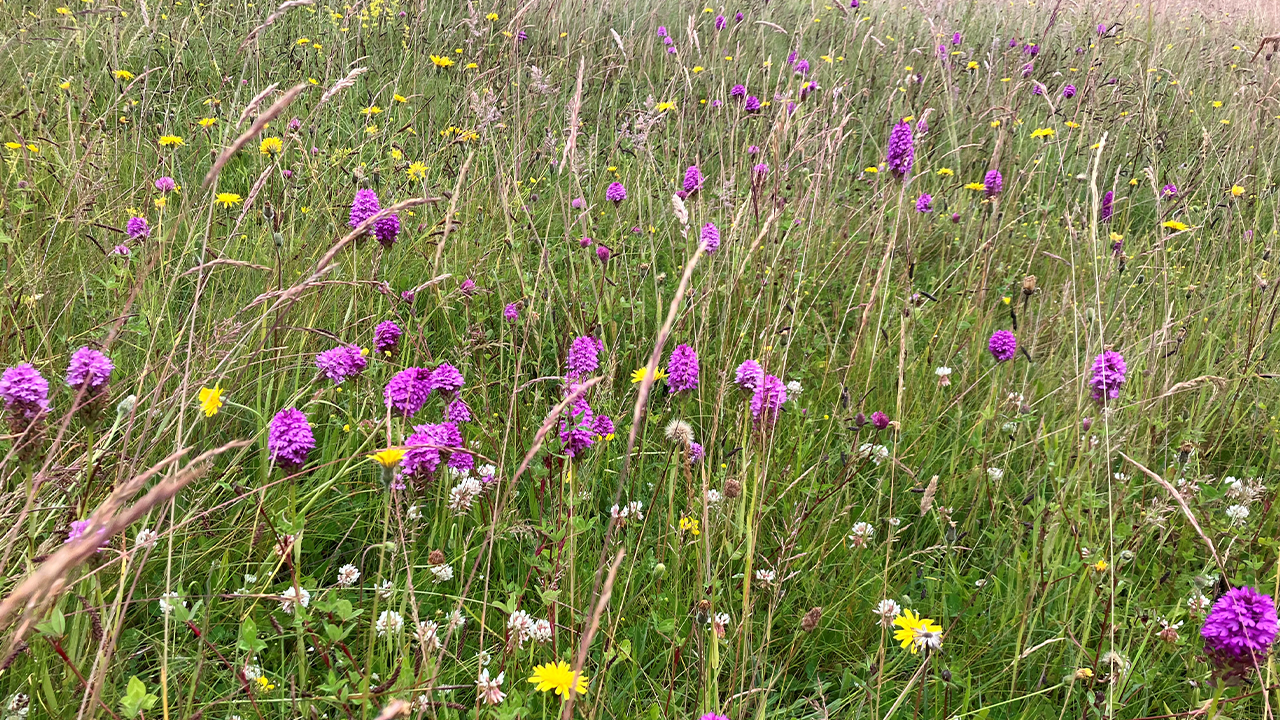 Helping Habitats: An Interview with Dr Juliet Rose