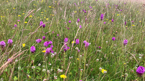 Helping Habitats: An Interview with Dr Juliet Rose