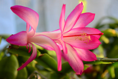 Colourful Winter Plants