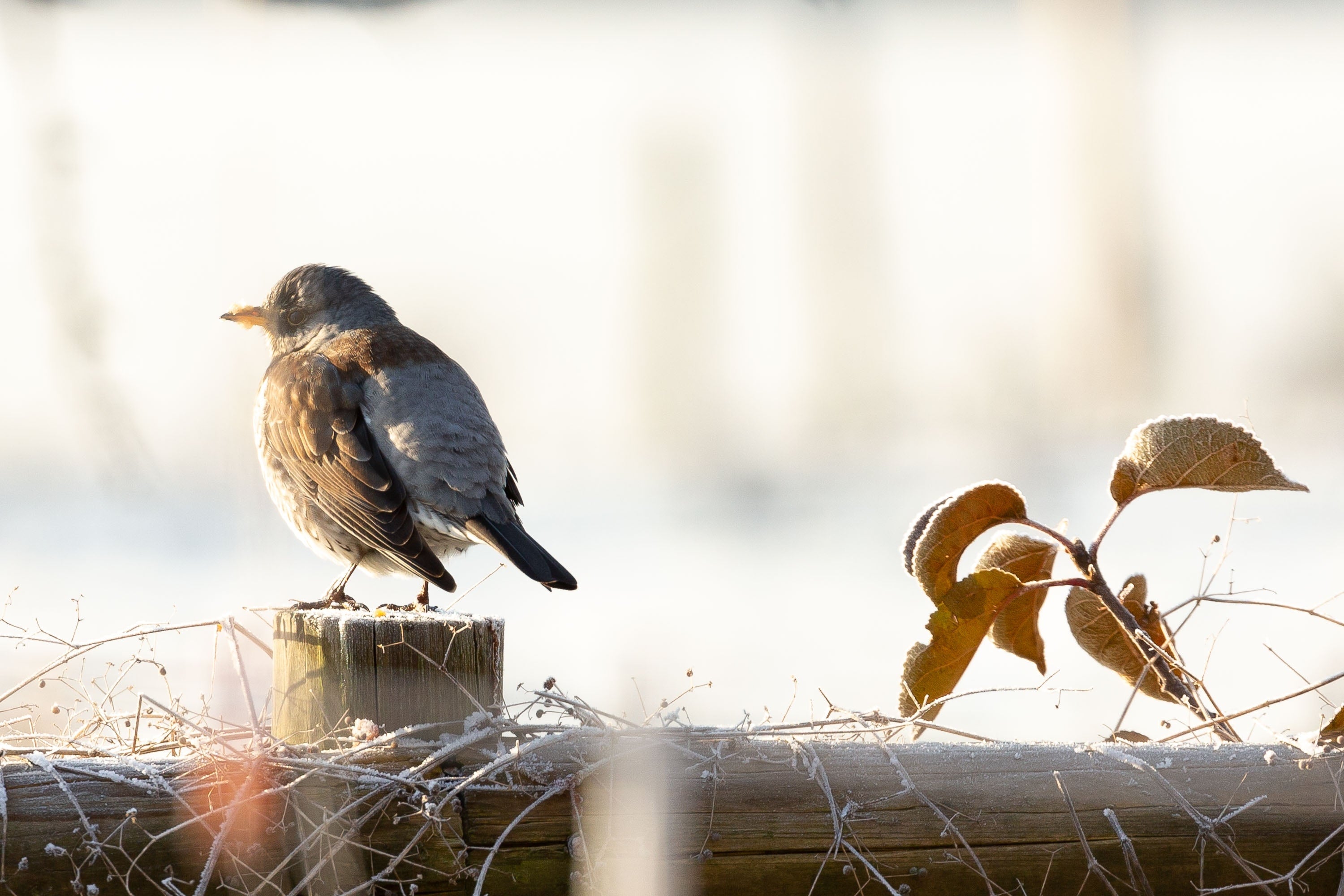 Get Outdoors this January
