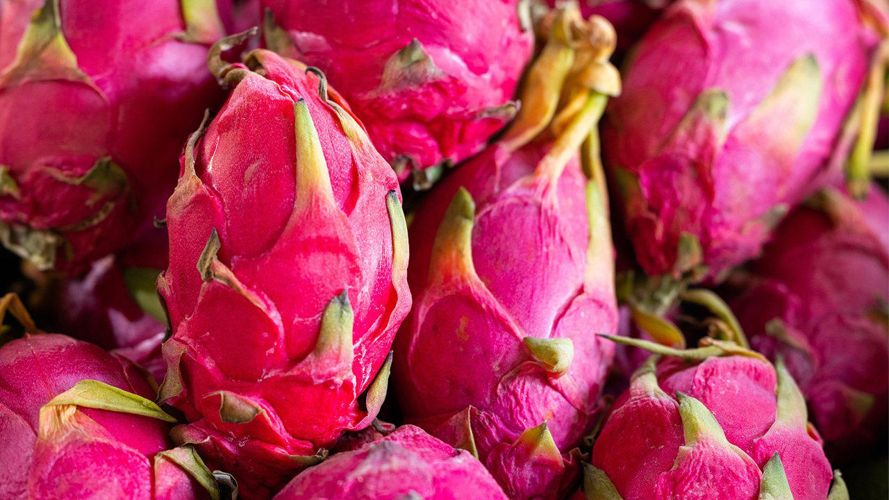 A close-up image of many pink dragon fruits