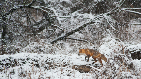 6 Books to Curl Up With that Celebrate Winter