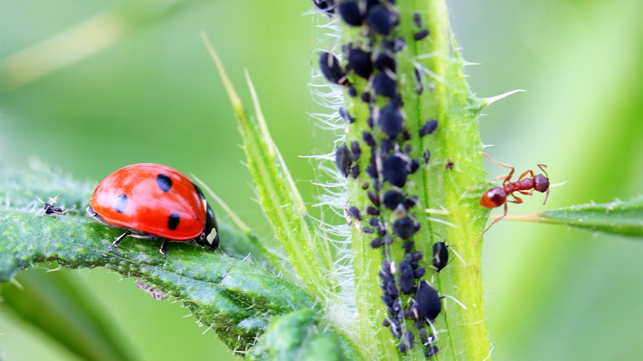 How to go on a minibeast safari