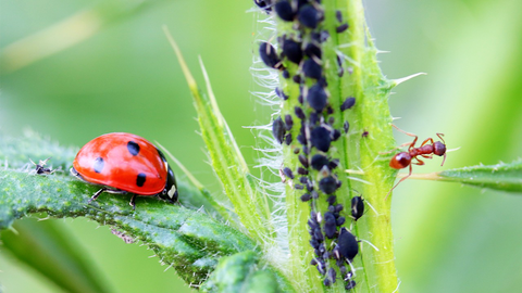 How to go on a minibeast safari