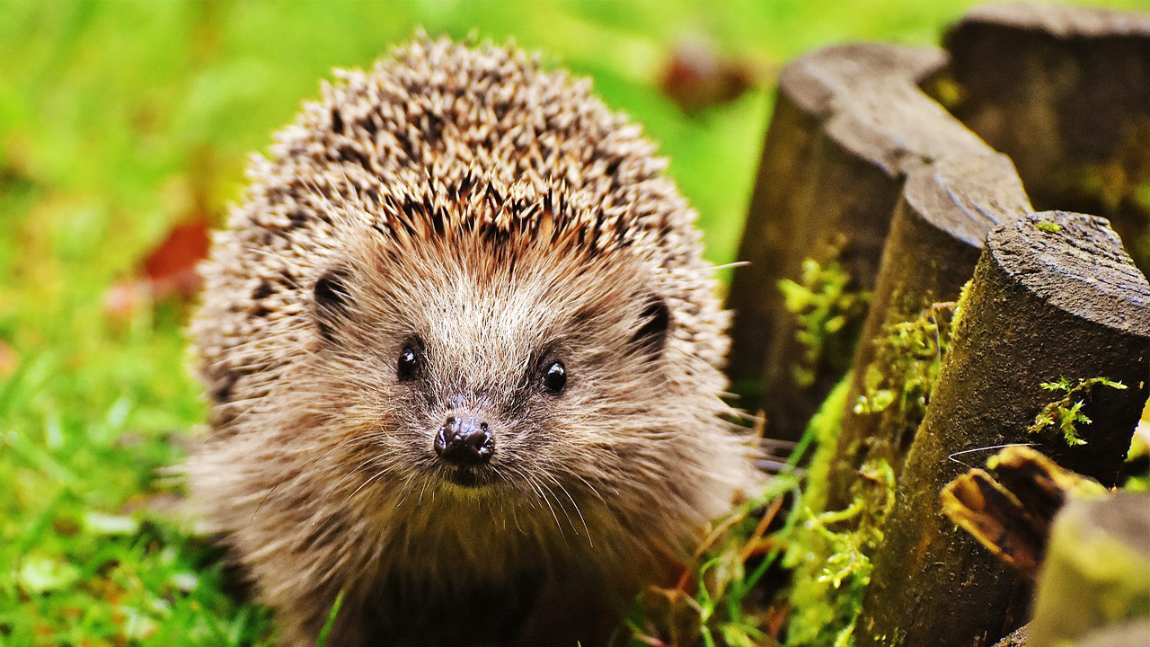Front view of hedgehog