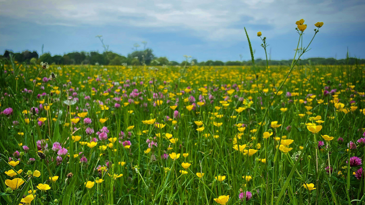 Find Nostalgia in Nature with Flower Folklore