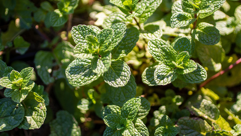 Close-up, overhead view of peppermint plants growing in the sunshine