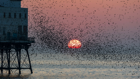 Starling murmuration
