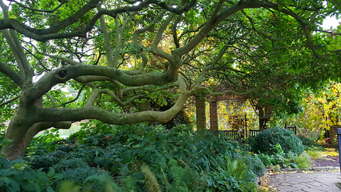 Connect With Nature in Your Local Park