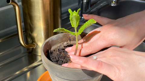 A photograph of a pair of hands pressing soil in a pot around a sprig of mint.