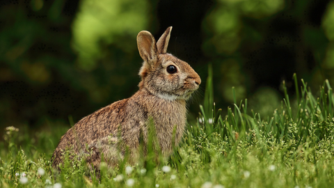 Talking Cruelty-Free At the House of Commons