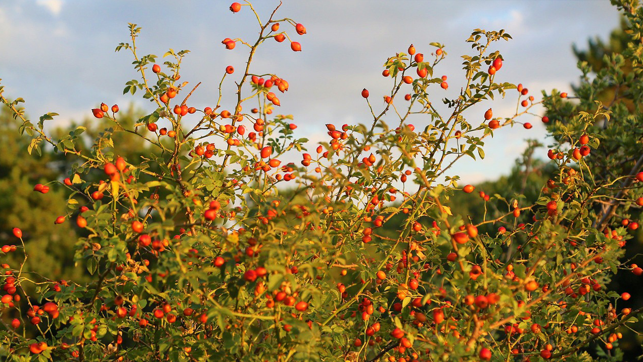 What Are the Benefits of Rosehip Oil?