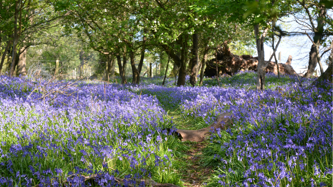 The Best Things About Spring