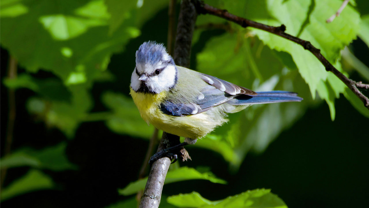 How Birds Can Help Boost Your Mood