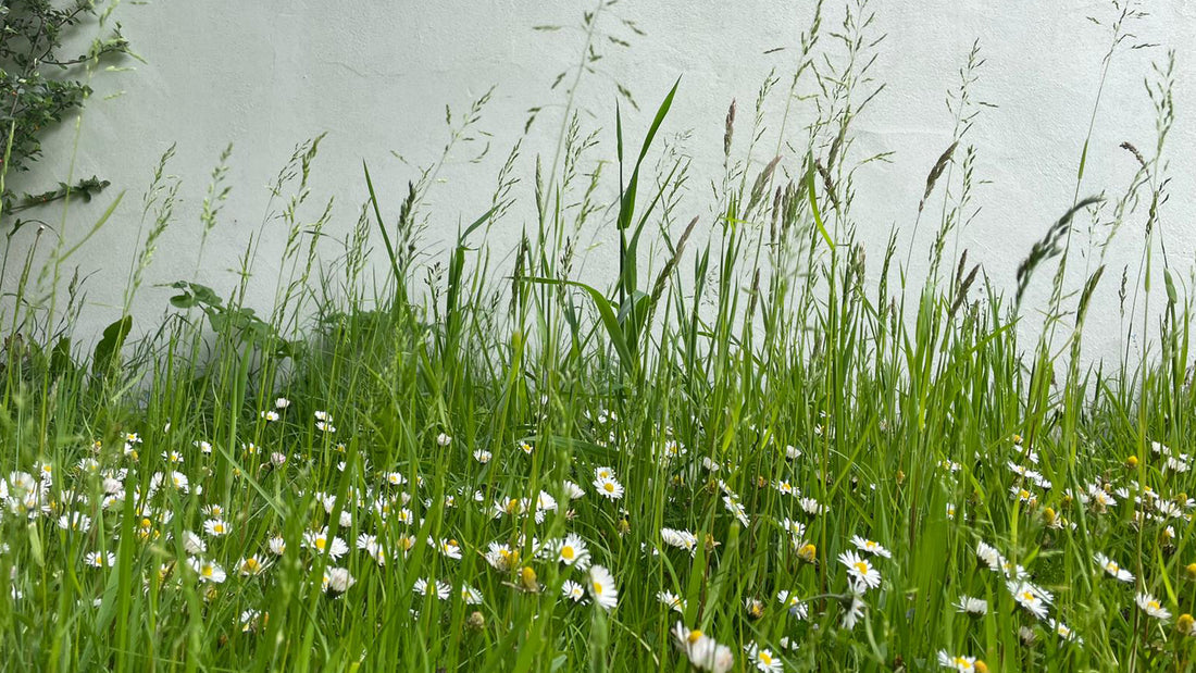 Wildlife gardening