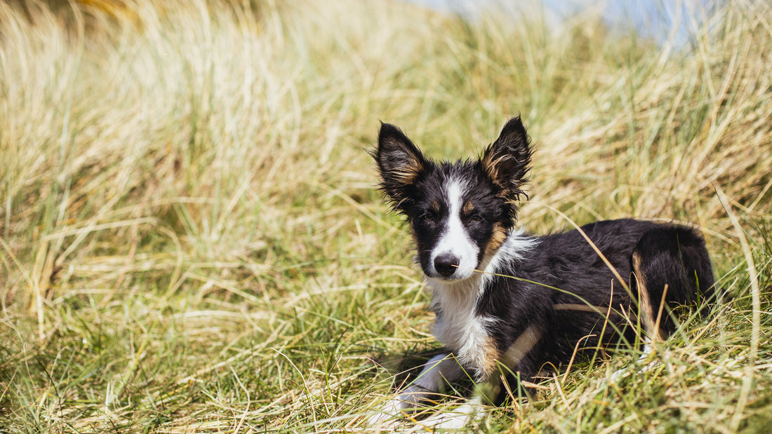 Summer dog grooming | Faith In Nature