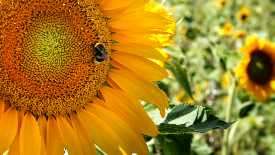 10 of the Best Flowers to Plant for Bees