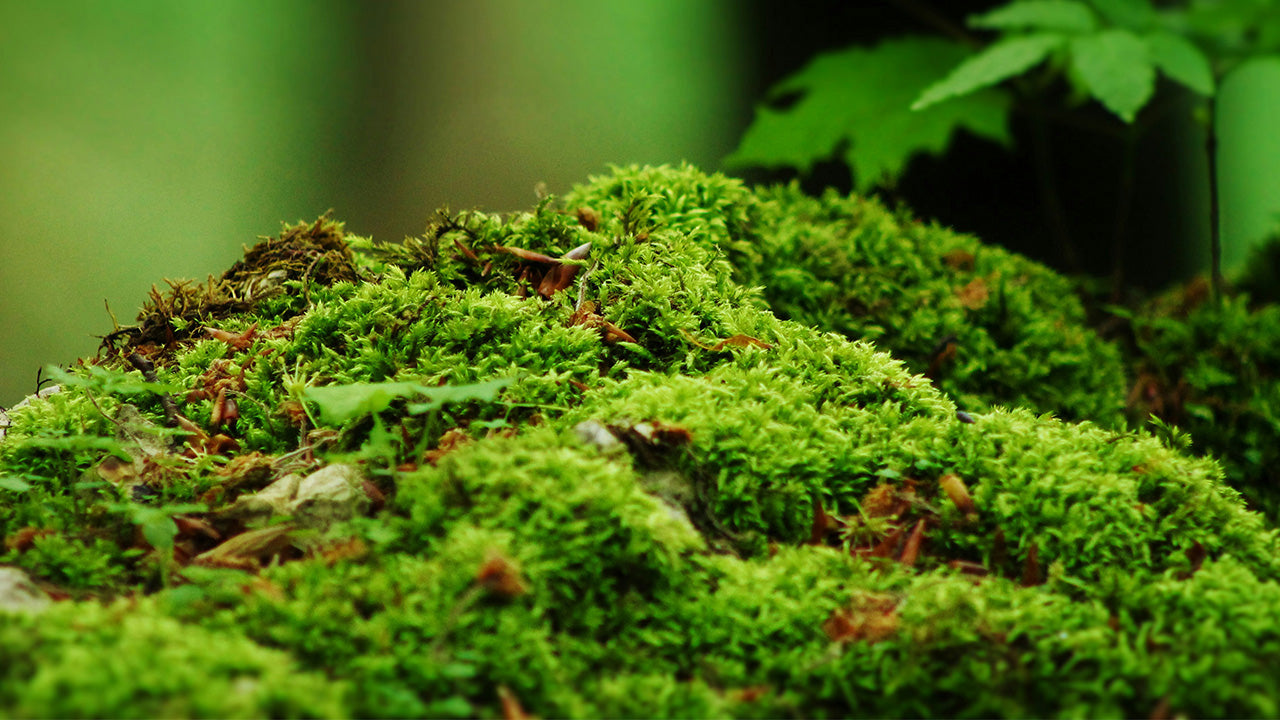 The magic of moss