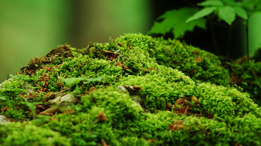 The magic of moss