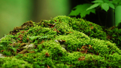 The magic of moss
