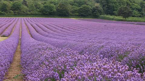 How Aromatherapy Can Help with Stress Relief