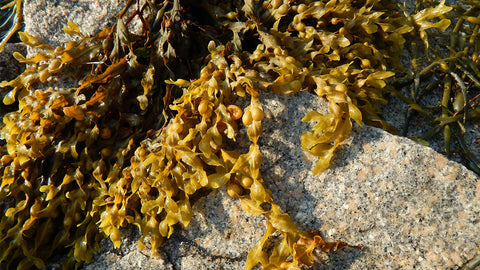 Learn how seaweed shampoo may support hair growth, strengthen thinning hair and improve scalp health. A simple guide to benefits, results and what to expect.   