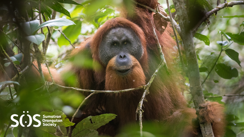 Breakthrough for Orangutans