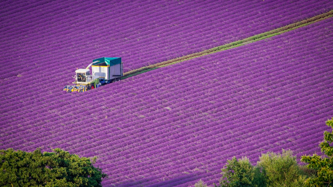 For the love of lavender