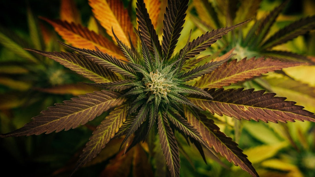 Let's hear it for hemp