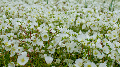 Meadowfoam