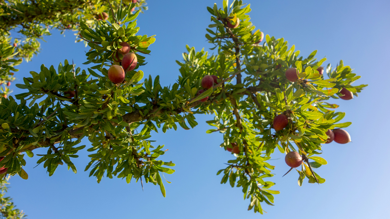 The Benefits of Argan Oil for Hair