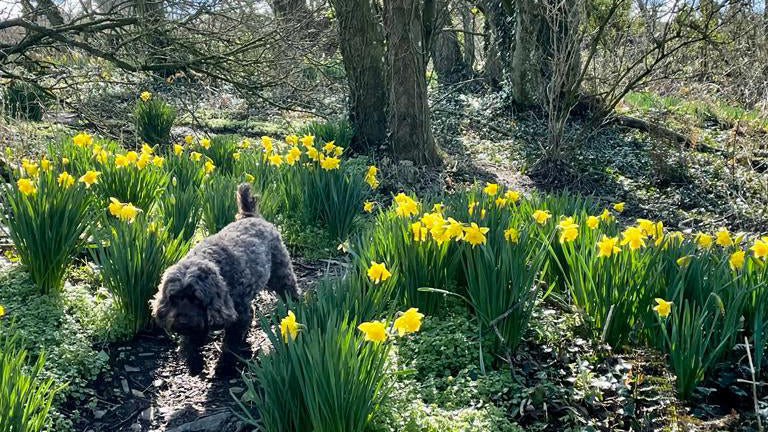 Spring Around The World