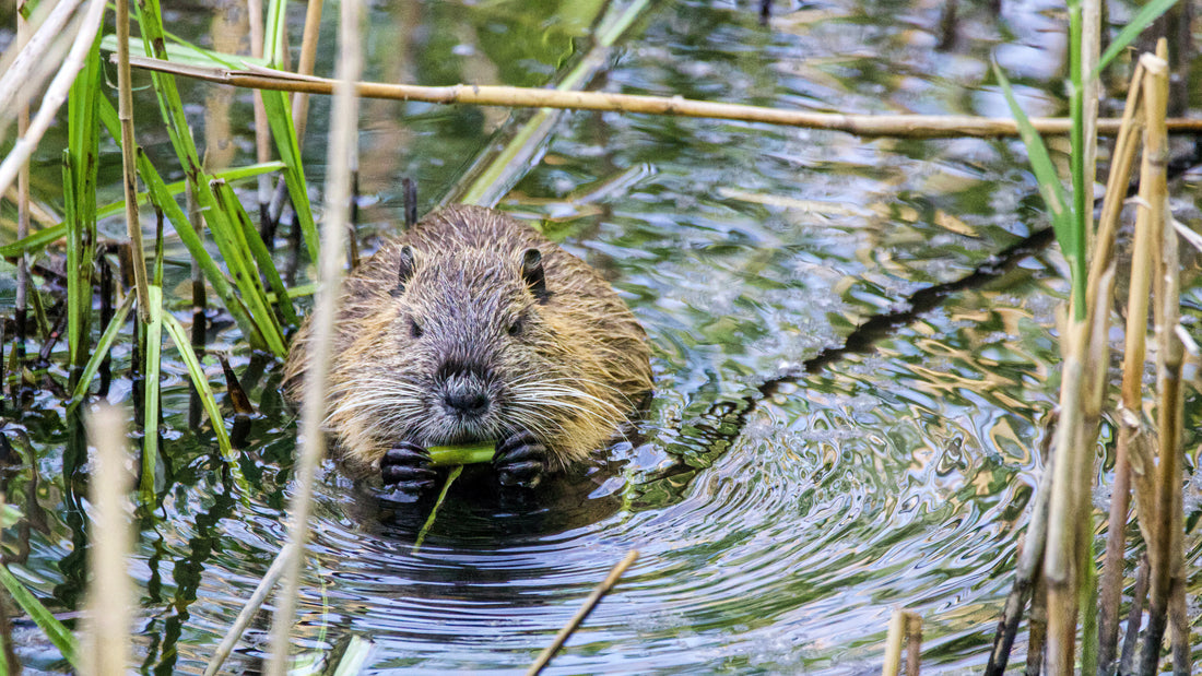 Rewilding For Everyone