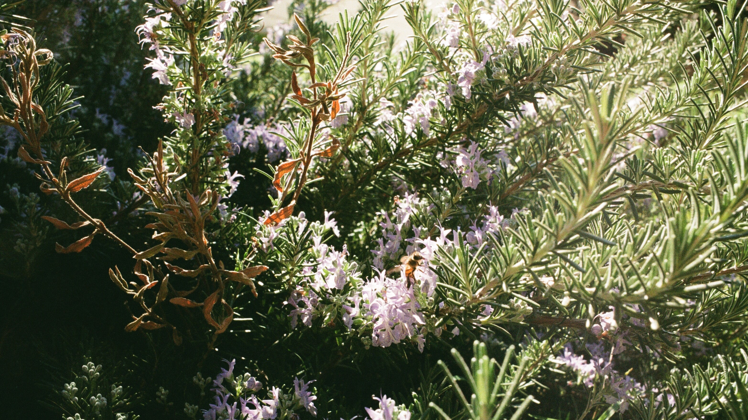 Herbal Healing With Restorative Rosemary