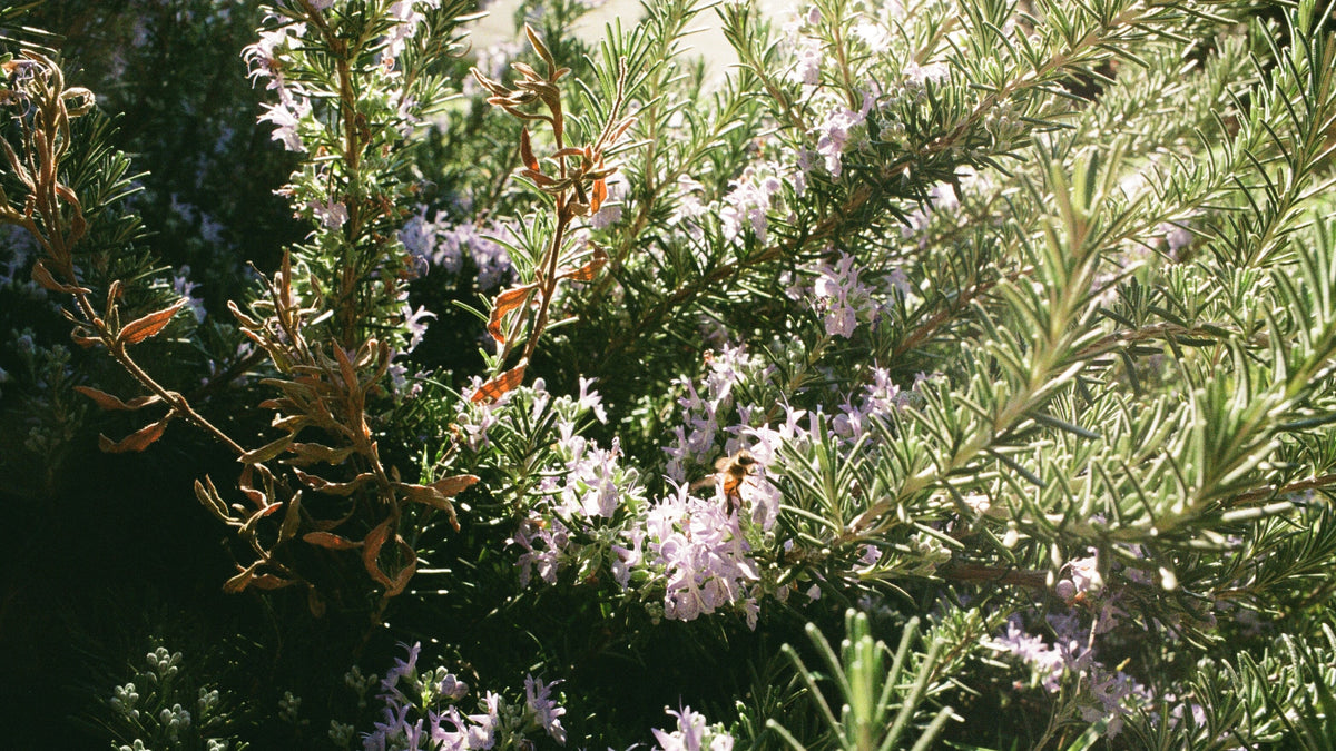 Herbal Healing With Restorative Rosemary