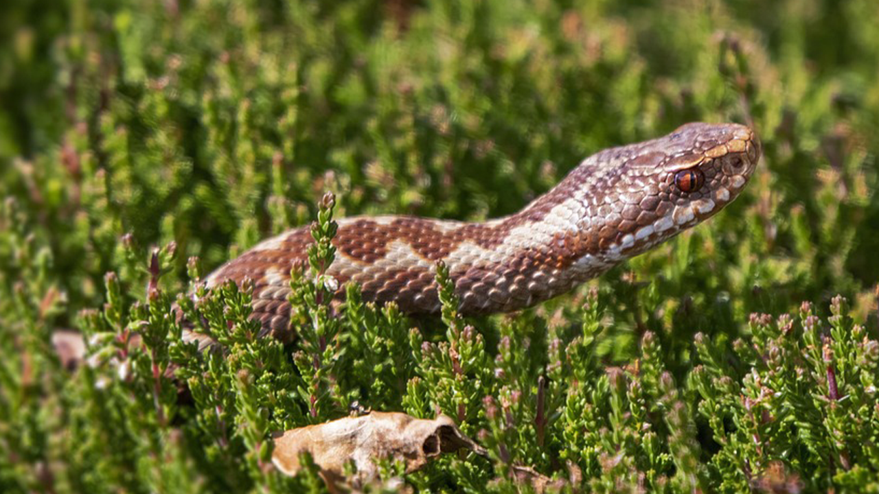 Shy, Secretive and Surprising: Meet the UK's Snakes