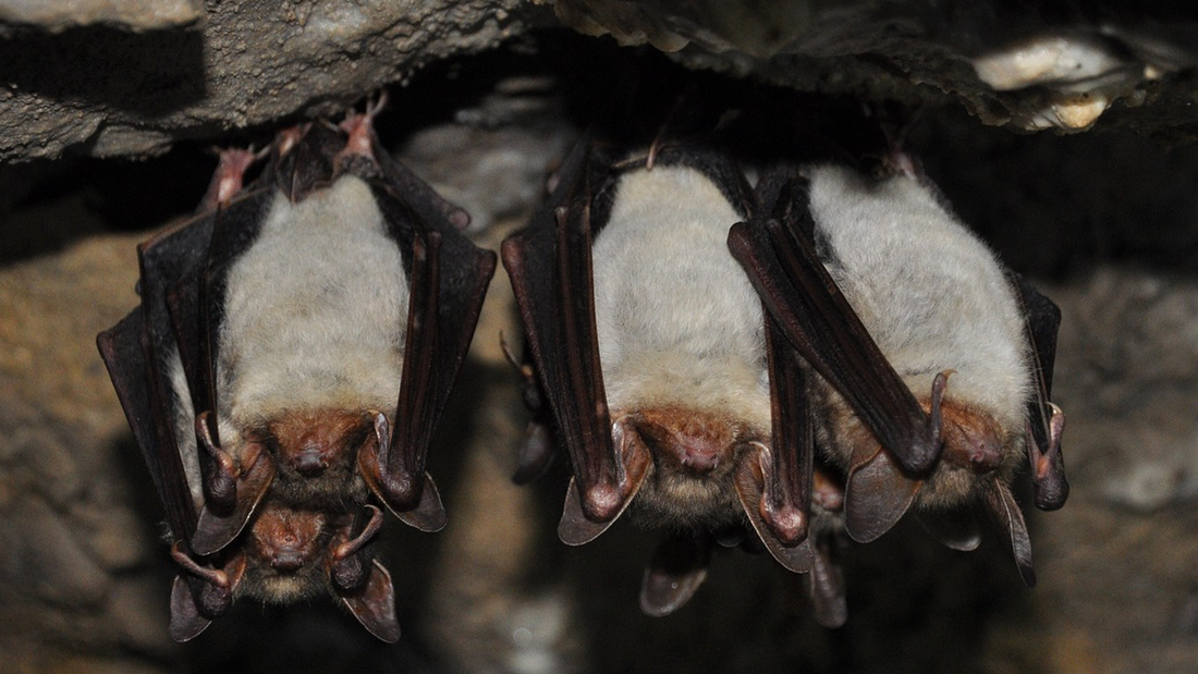 Bats hanging upside down