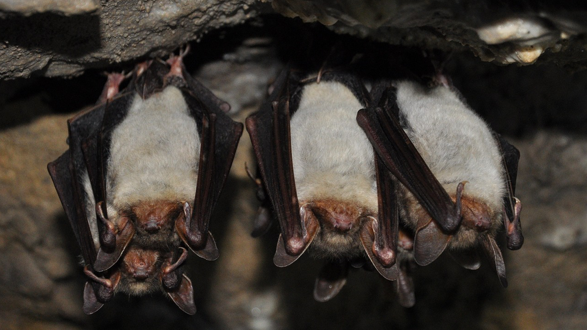 Bats hanging upside down
