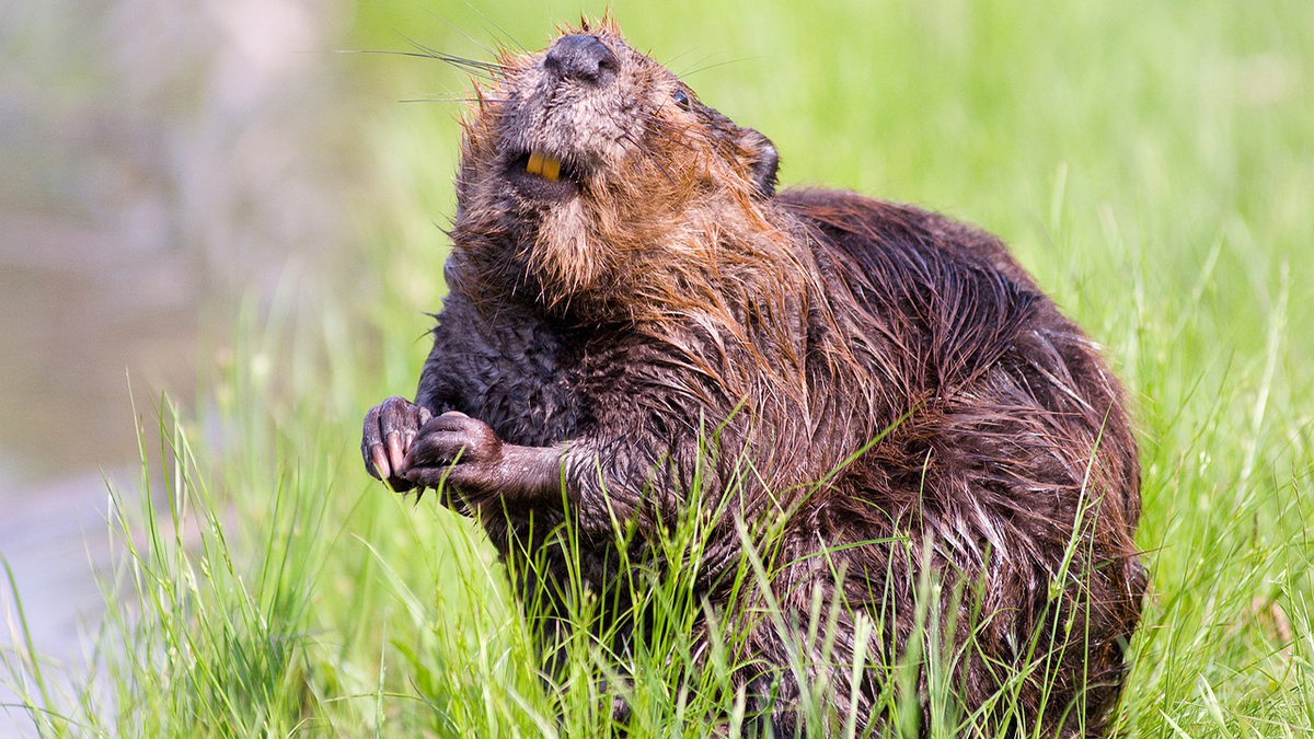 Good news for Nature from 2024